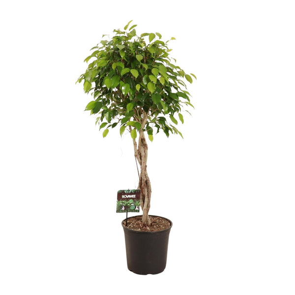 Ficus Benjamina Exotica