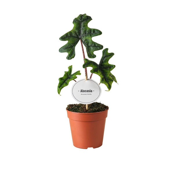 Alocasia Jacklyn