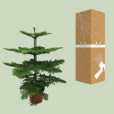 Araucaria Heterophylla