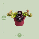 Sarracenia Psittacina