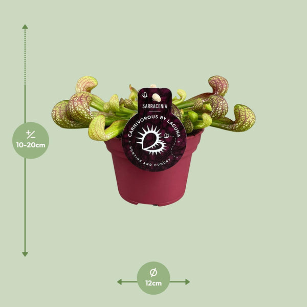 Sarracenia Psittacina