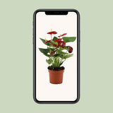 Anthurium Calon In Transparant Sleeve