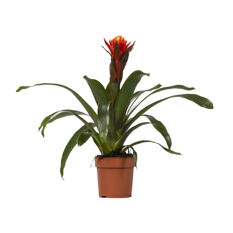 Guzmania Happiness