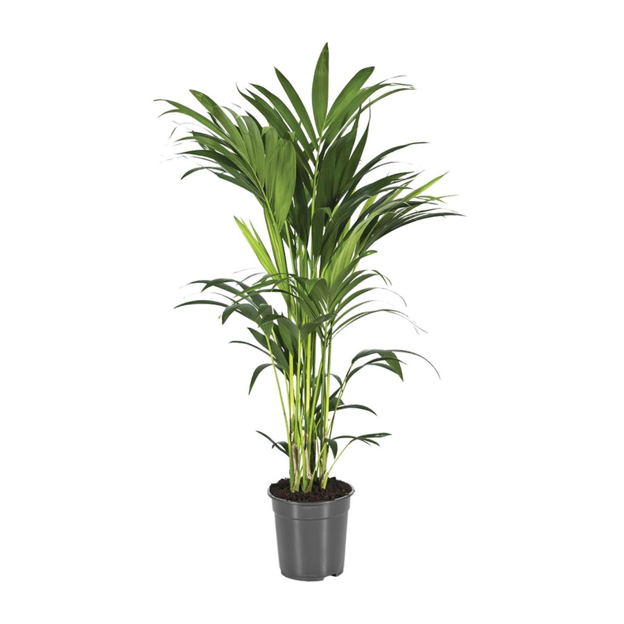 Howea Forsteriana