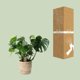 Monstera In Basket Palmleaf