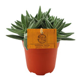 Crassula Tenelli