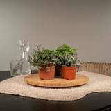 Everspring - Succulent Mix - 18 pieces - 10 cm - Ø8,5 - 18