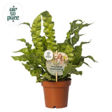 Asplenium Crispy Wave