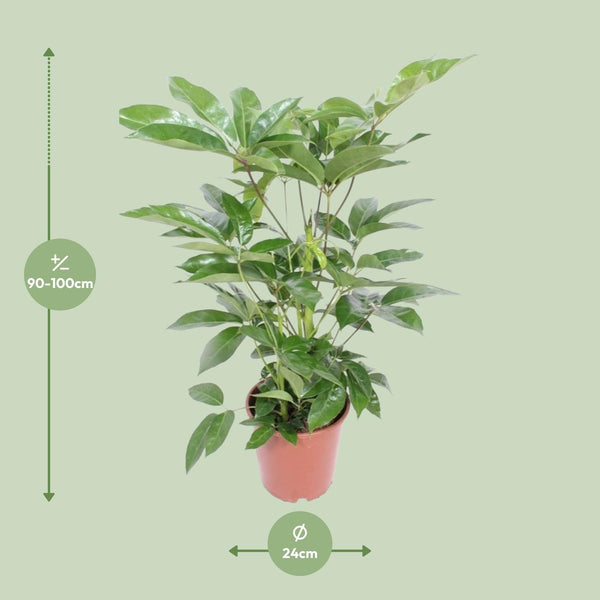 Schefflera Actinophylla Amate
