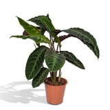 Calathea Warscewiczii - Peacock plant