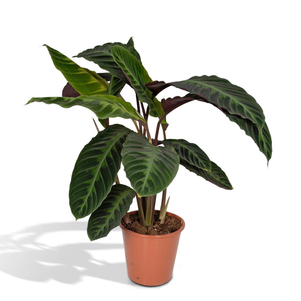 Calathea Warscewiczii - Peacock plant