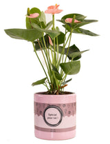 Anthurium Pink (Spirit) In P&PURE "SPECIAL POUR TOI" Verpakking