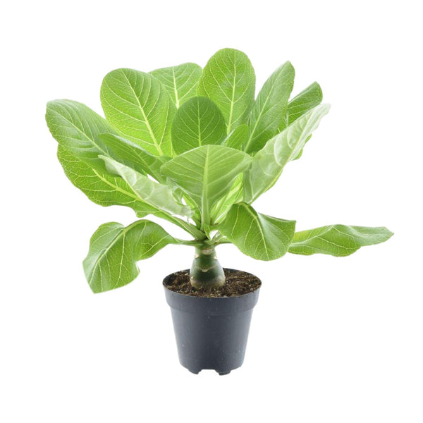 Brighamia Insignis 'Hawaii Palm'