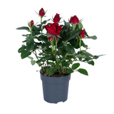 Rosa rood