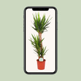 Yucca Elephantipes