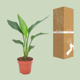 Strelitzia Reginea