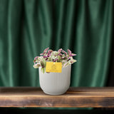 Tradescantia Sweetness