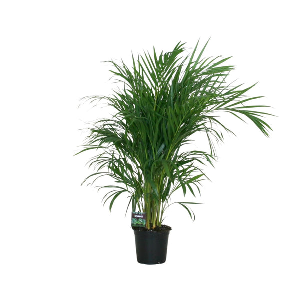 Dypsis Lutescens