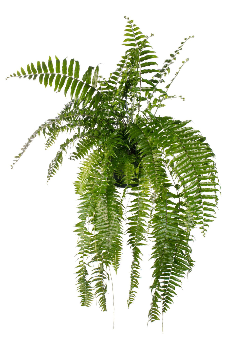 Nephrolepis Macho