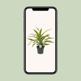 Dracaena Fragrans Lemon Lime