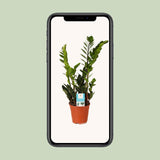 Zamioculcas Zamiifolia