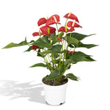 Anthurium Red
