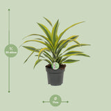 Dracaena Fragrans Lemon Lime