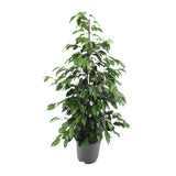 Ficus benjamina Danielle