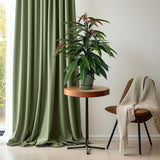Ficus Binnendijkii 'Amstel King'