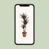 Dracaena Magenta
