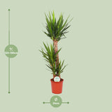 Yucca Elephantipes