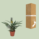 Bromelia Pineapple
