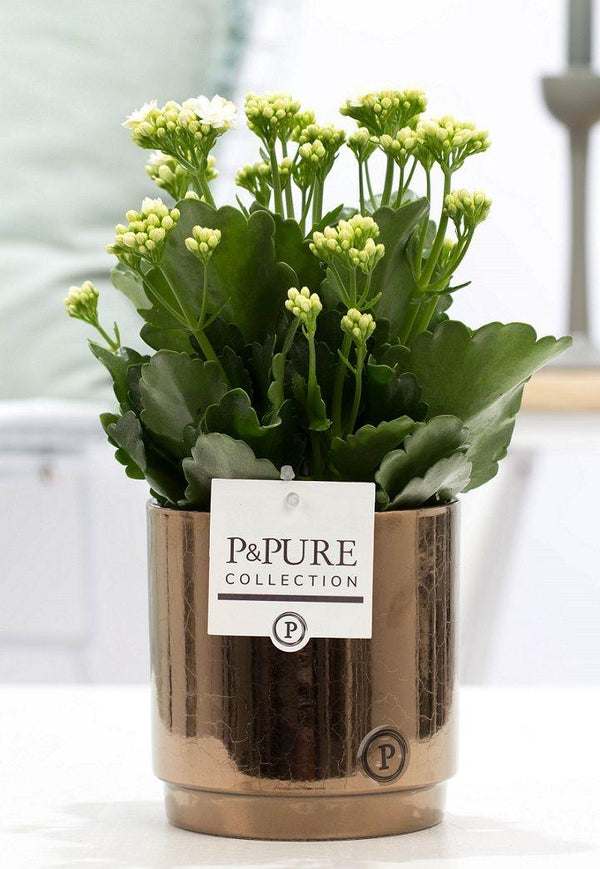 Kalanchoe White In P&PURE Juliette Ceramics Goldbronze