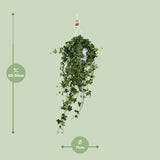 Hedera Helix Pitsburg - Hang/XXL