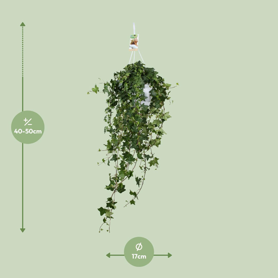 Hedera Helix Pitsburg - Hang/XXL
