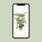 Schefflera Actinophylla Amate