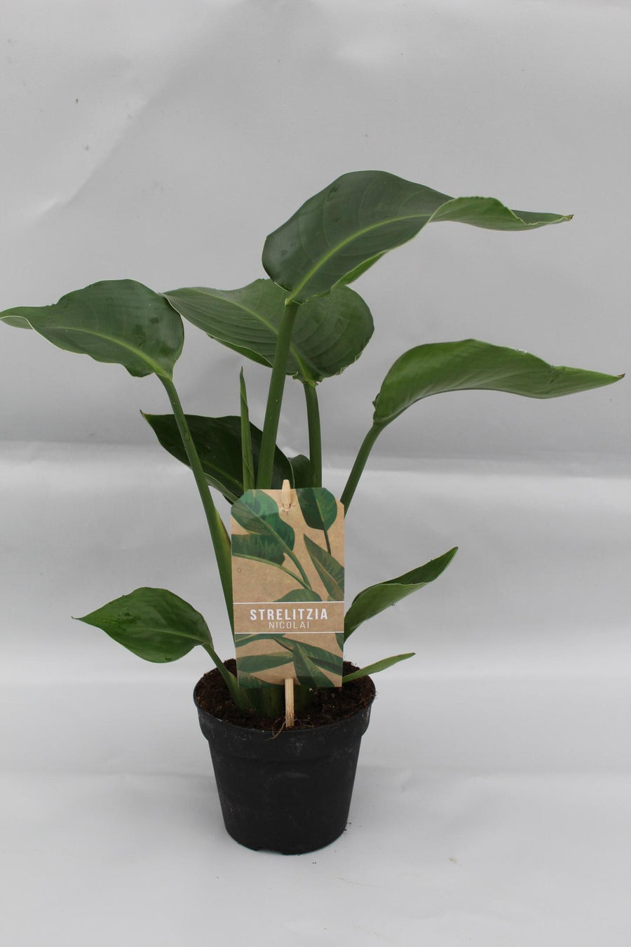 Strelitzia Nicolai