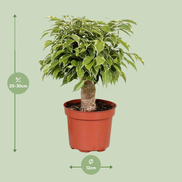 Ficus Benjamina Kinky