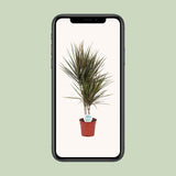 Dracaena Bicolor