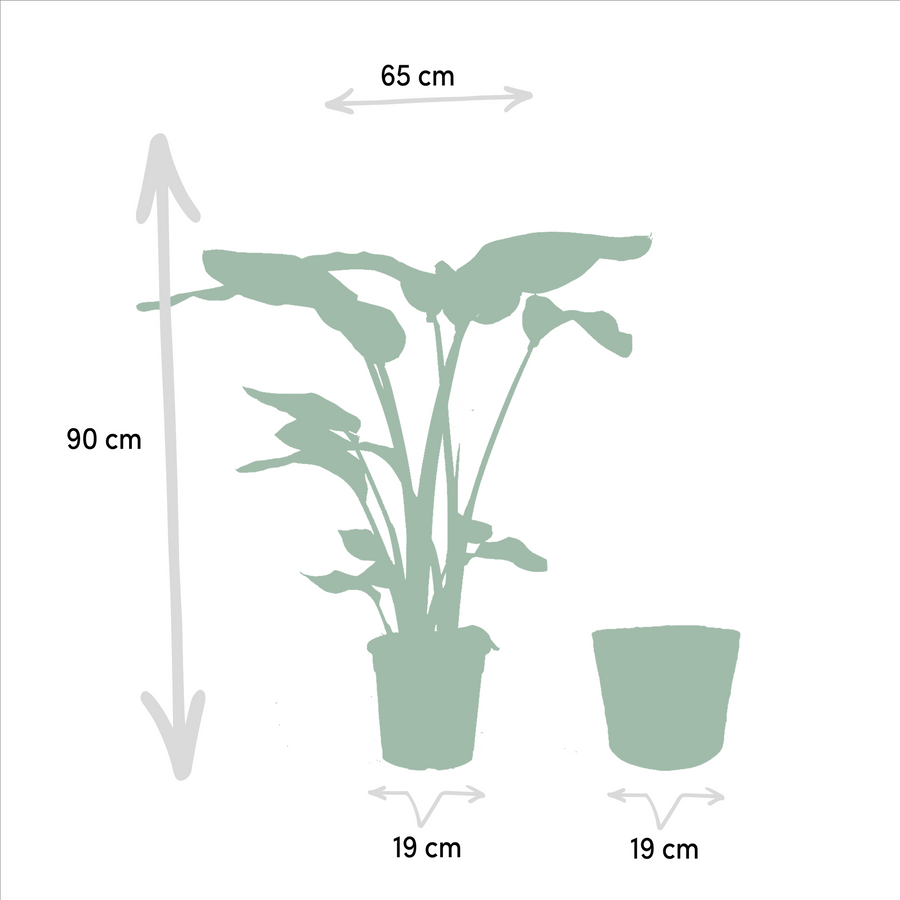 Strelitzia Nicolai + Mand Selin