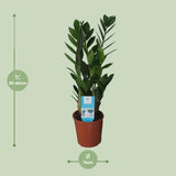Zamioculcas Zamiifolia