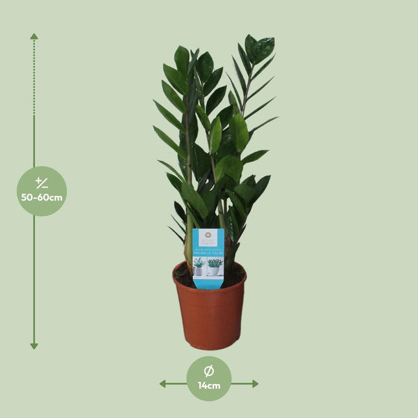 Zamioculcas Zamiifolia