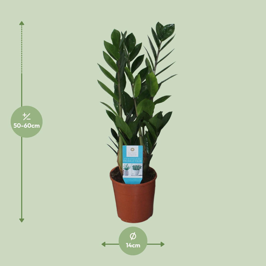 Zamioculcas Zamiifolia