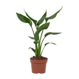Strelitzia Reginae