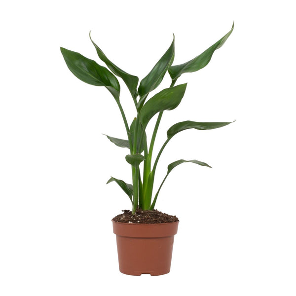 Strelitzia Reginae