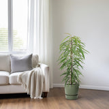 Ficus Binnendijkii Alii