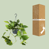 Epipremnum Aureum