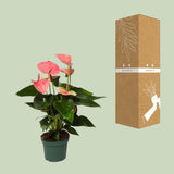 Anthurium Sweet Dream