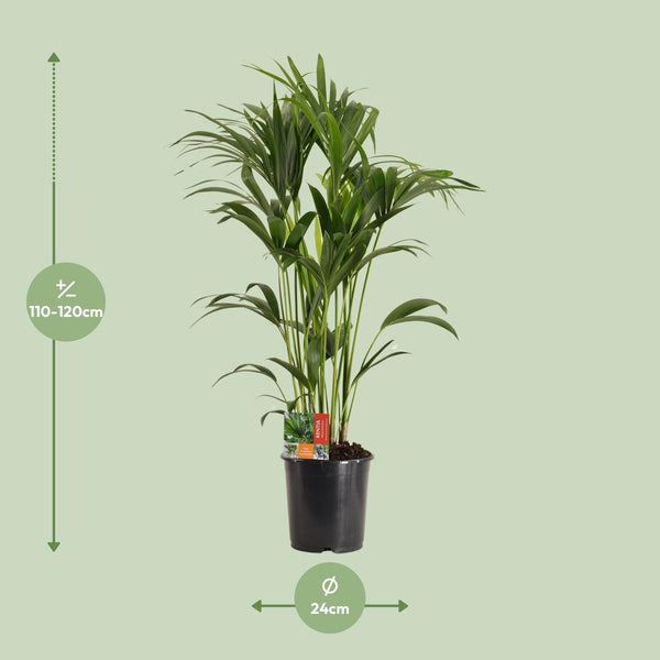 Howea Forsteriana