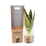 Sanseviera in Cylinder glas